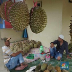 Tak Disangka, Buah Asli RI Ini Disukai Orang Eropa, Jadi Barang Mahal