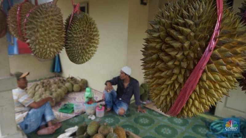 Petani durian membawa hasil panen di kebunnya di desa Rabak, Rumpin, Bogor.