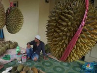 Tak Disangka, Buah Asli RI Ini Disukai Orang Eropa, Jadi Barang Mahal