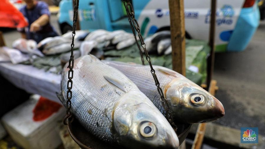 Masyarakat keturunan Tionghoa menyakini mengonsumsi ikan bandeng saat Imlek atau Tahun baru China mendatangkan keberuntungan.