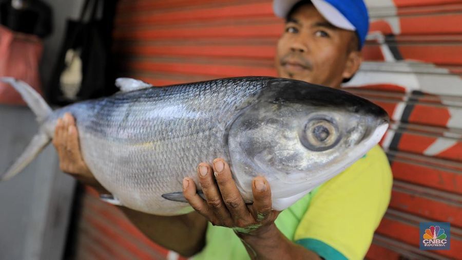 Masyarakat keturunan Tionghoa menyakini mengonsumsi ikan bandeng saat Imlek atau Tahun baru China mendatangkan keberuntungan.