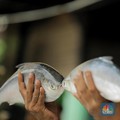 Jangan Kaget! Impor Ikan RI Melonjak, Tapi...