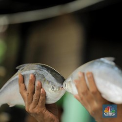Jangan Kaget! Impor Ikan RI Melonjak, Tapi...