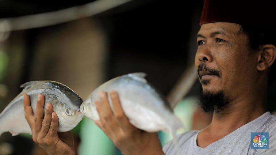 Masyarakat keturunan Tionghoa menyakini mengonsumsi ikan bandeng saat Imlek atau Tahun baru China mendatangkan keberuntungan.