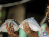 Jangan Kaget! Impor Ikan RI Melonjak, Tapi...