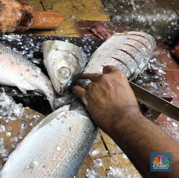Intip Ramai Pedagang Ikan Bandeng di Rawa Belong Jelang Imlek