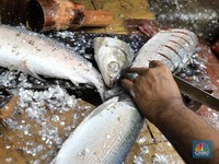 Intip Ramai Pedagang Ikan Bandeng di Rawa Belong Jelang Imlek