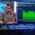 Hitung Dampak Tertekannya Harga Daging pada Emiten Ayam