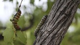 Ulat Mopane adalah salah satu makanan lezat di Botswana karena kandungan protein dan kalsiumnya yang tinggi. (Monirul Bhuiyan / AFP)