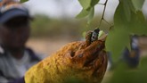 Di sana, ulat ini dicampur menjadi campuran tomat chunky dan semur kacang. (Monirul Bhuiyan / AFP)