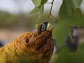 FOTO : Kegalauan Petani Ulat Mopane, Camilan Kering Botswana