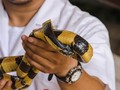 Camat Sebut Ular Weling di Bandung Ditemukan Korban di Sawah