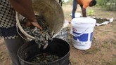Hanya saja kekeringan regional menghancurkan populasi mopane dan melemahkan pendapatan penting untuk masyarakat pedesaan. (Monirul Bhuiyan / AFP)