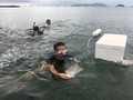 Benih Lobster Rp2,5 M Gagal Diselundupkan ke Singapura