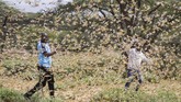 Dua pria Samburu yang bekerja untuk tim penanganan bencana dikelilingi oleh kawanan belalang, di dekat desa Sissia di Kenya. (AP Photo/Patrick Ngugi)