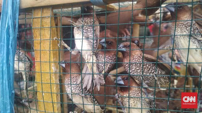 Ritual Lepas Burung Saat Imlek, Simbol Melepas Cela Hidup - CNN Indonesia