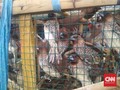 Ritual Lepas Burung Saat Imlek, Simbol Melepas Cela Hidup
