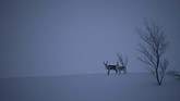 Mereka berencana mendaki Denali, puncak tertinggi di Amerika Utara. Puncak itu sebelumnya dikenal sebagai Gunung McKinley, dengan rusa-rusa gunung balas memandangi. (Olivier MORIN / AFP)