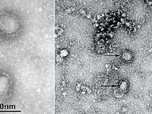 LIPI: Varian Baru Virus Corona Lebih Cepat Menyebar & Menular