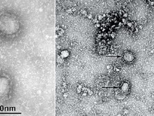 Sederet Fakta Virus Baru Corona B117 Inggris Masuk Indonesia