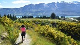 Seorang pendaki melintasi rute pendakian di Gunung Judah, Glenorchy, Selandia Baru, yang sedang ditumbuhi bunga liar berwarna kuning. (Malcolm Foster via AP)