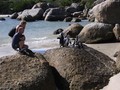VIDEO: Interaksi Wisatawan Ancam Populasi Penguin Afrika
