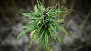 Unsyiah Dukung Penelitian Ganja