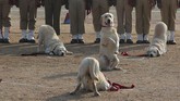 Pasukan anjing Indian Railway Protection Force(RPF) memperlihatkan keterampilan selama perayaan Hari Republik di Hyderabad, India, Minggu, (26/1). Acara itu menjadi peringatan konstitusi demokratis negara itu sejak 1950. (AP Photo/Mahesh Kumar A.)