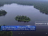 Menilik Program Restorasi Hutan Gambut Terbesar