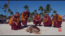 VIDEO: Biksu Lepas Penyu yang Terancam Punah di Florida