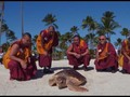 VIDEO: Biksu Lepas Penyu yang Terancam Punah di Florida
