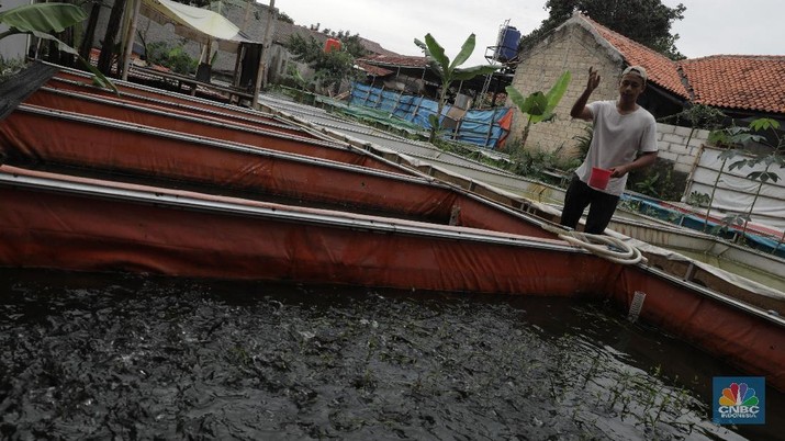 Budidaya Lele (CNBC Indonesia/Tri Susilo) Budidaya Lele (CNBC Indonesia/Tri Susilo)