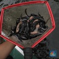 Pantau Pemberian Antibiotik, KKP Pastikan Lele Budi Daya Aman