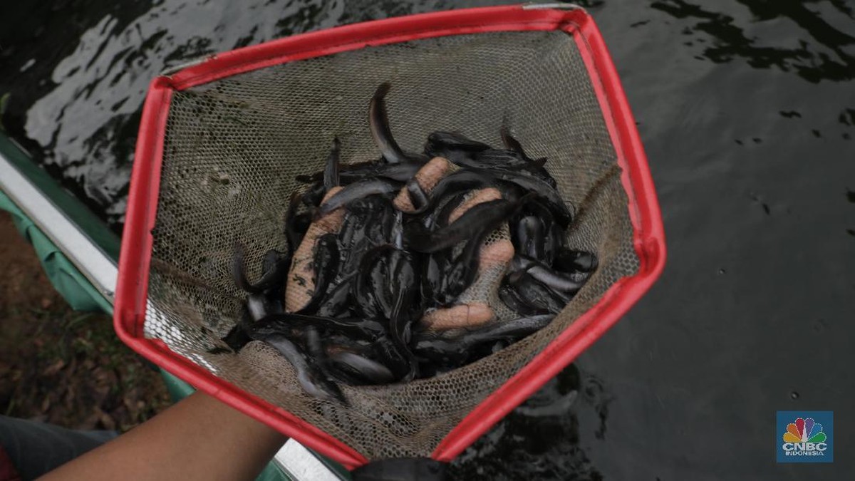 Ikan Lele Vs Ikan Kembung, Mana Lebih Aman untuk Dikonsumsi?