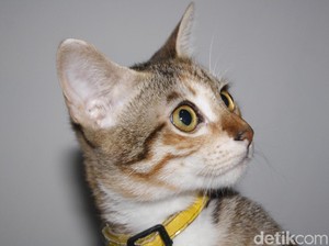 Teguran Keras GBK ke Vendor Usai Heboh Kucing Dimasukkan Plastik