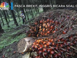 CPO RI Ada Harapan Masuk Inggris, Setelah Ditolak Uni Eropa