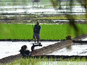 Kini Beli Pupuk Subsidi di Pangandaran Cukup Pakai KTP