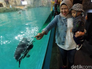 Harga Tiket Ocean Dream Samudra Ancol Mei 2024 Reguler dan Annual