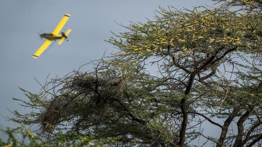 Hama belalang menyerang Afrika. Serangan ini merupakan terburuk selama 70 tahun terakhir.