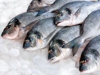 Gegara Corona Hewan China Dilarang Masuk RI kecuali Ikan