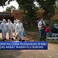 Astaga. Setelah Corona, Muncul Wabah Flu Burung