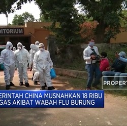 Astaga. Setelah Corona, Muncul Wabah Flu Burung