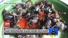 VIDEO: Bijak Mengonsumsi Olahan Daging Kelelawar