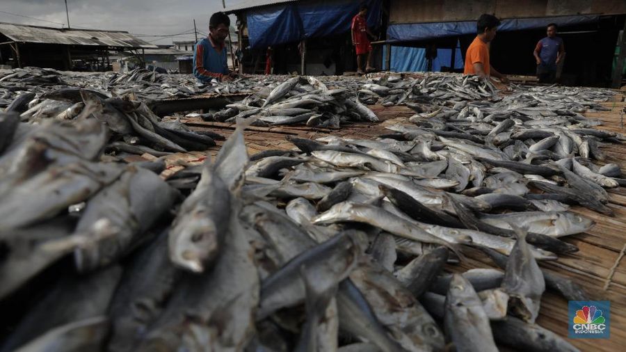 Musim hujan memengaruhi proses pengeringan ikan asin.