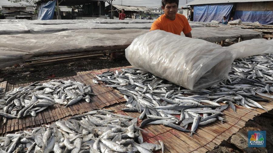 Musim hujan memengaruhi proses pengeringan ikan asin.