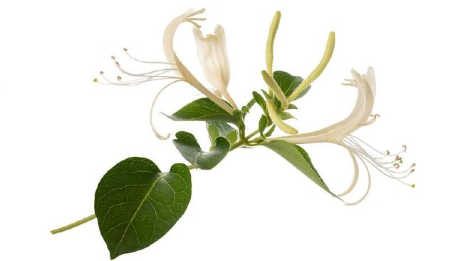 Temuan Obat Herbal Virus Corona Tuai Perdebatan dan Kepanikan