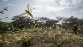 Belalang-belalang gurun berhamburan terbang ke udara kala juru kamera lewat di kawasan Konservasi Nasuulu, Kenya Utara. (AP Photo/Ben Curtis)