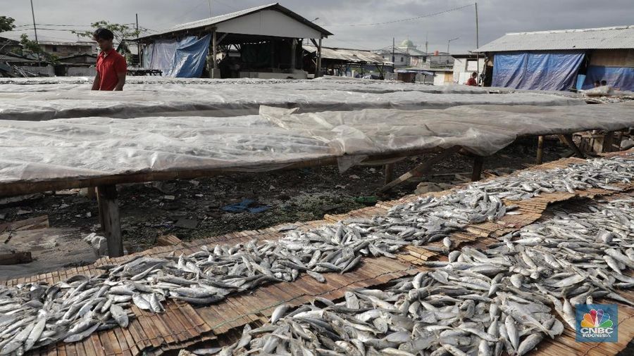 Musim hujan memengaruhi proses pengeringan ikan asin.