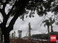 Pemprov: Harga Satu Pohon Pule di Monas Rp8,5 Juta
