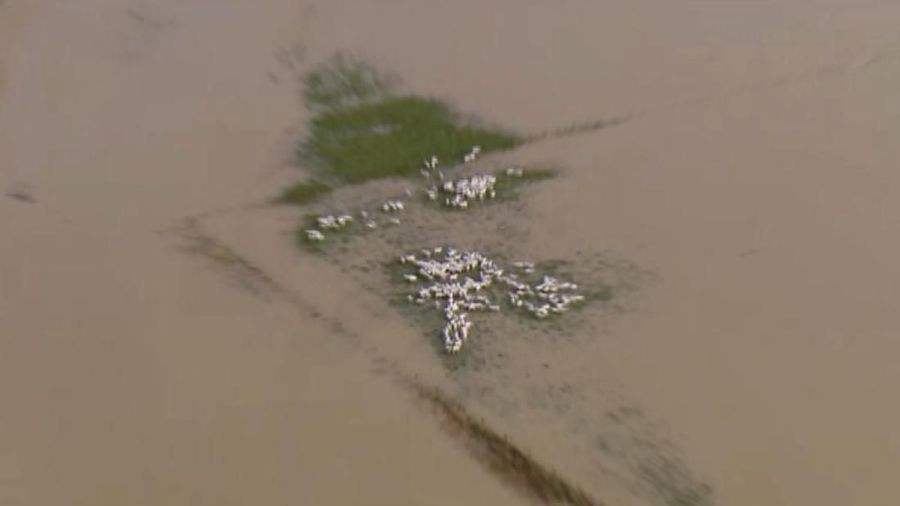 Curah Hujan yang tinggi menyebabkan banjir di Selandia Baru.